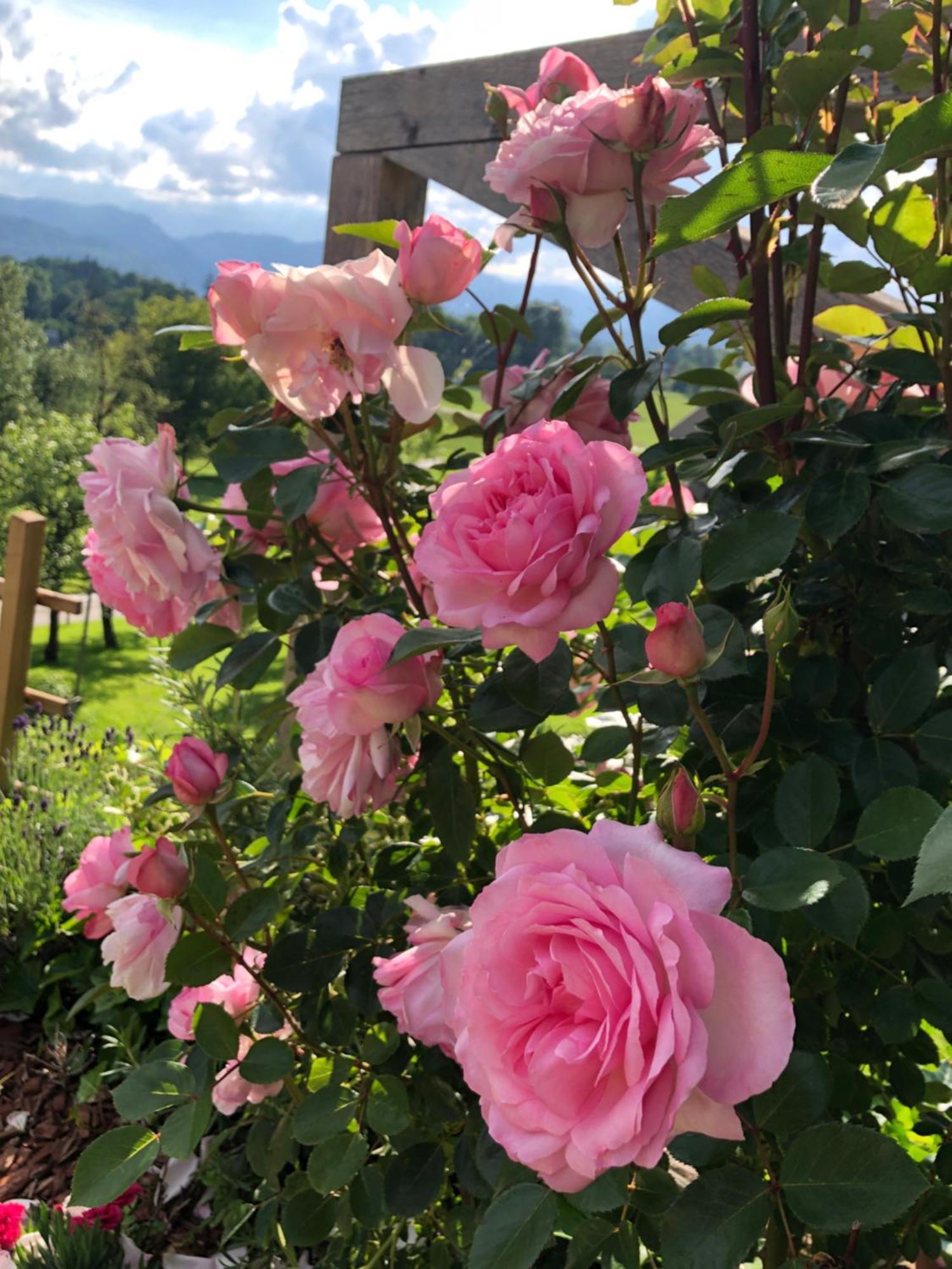 Apartma Rosa Spodnji Otok Exteriör bild